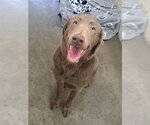 Small Labrador Retriever