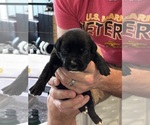 Small Photo #54 Cane Corso Puppy For Sale in REEVESVILLE, SC, USA