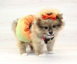 Small Photo #8 Pomeranian Puppy For Sale in LAS VEGAS, NV, USA
