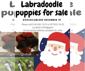Labradoodle-Poodle (Standard) Mix Puppy for sale in BRIDGEPORT, CT, USA