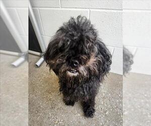 Poodle (Standard) Dogs for adoption in Houston, TX, USA