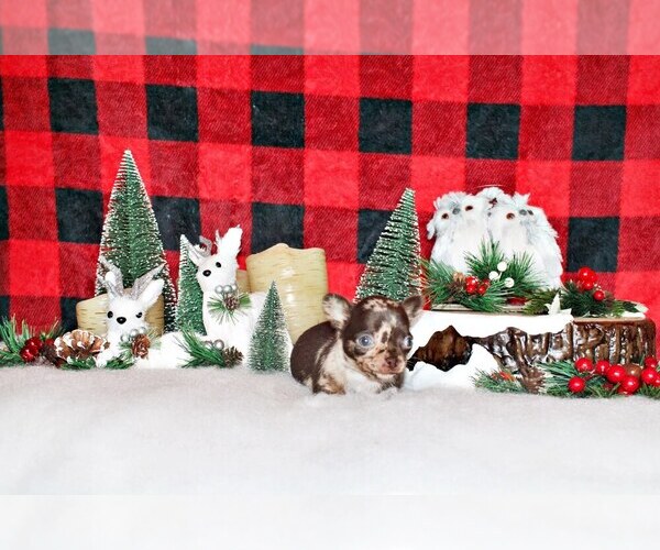 Medium Photo #3 Chihuahua Puppy For Sale in CHARLESTON, AR, USA