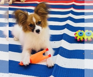 Papillon Puppy for Sale in DRY PRONG, Louisiana USA