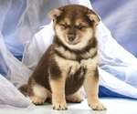 Small Photo #6 Shiba Inu Puppy For Sale in Neosho, MO, USA