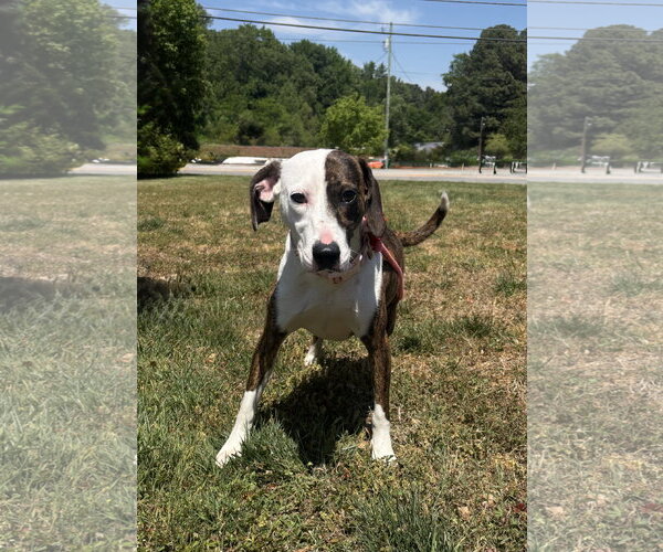 Medium Photo #3 Plott Hound-Unknown Mix Puppy For Sale in Raleigh, NC, USA