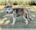 Small #3 German Shepherd Dog Mix