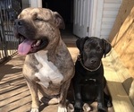 Puppy Taz American Bully-American Pit Bull Terrier Mix