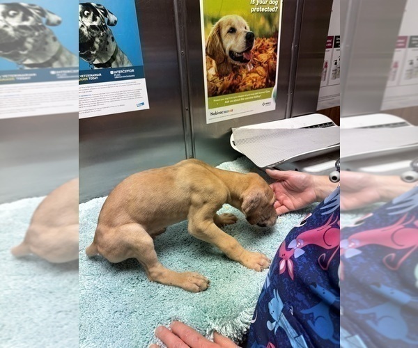 Medium Photo #2 Great Dane Puppy For Sale in ALIQUIPPA, PA, USA
