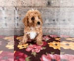 Small #6 Poodle (Miniature)