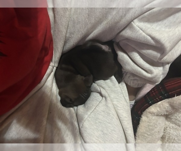 Medium Photo #37 Pug Puppy For Sale in BLOOMINGTON, IL, USA