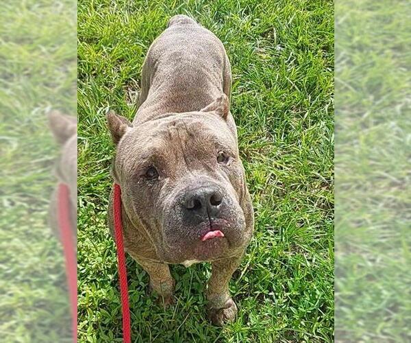 Medium Photo #1 American Staffordshire Terrier Puppy For Sale in Fort Lauderdale, FL, USA