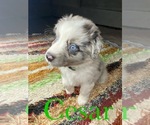 Puppy 4 Australian Shepherd