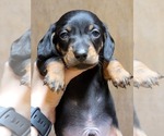 Small Photo #2 Dachshund Puppy For Sale in HATTIESBURG, MS, USA