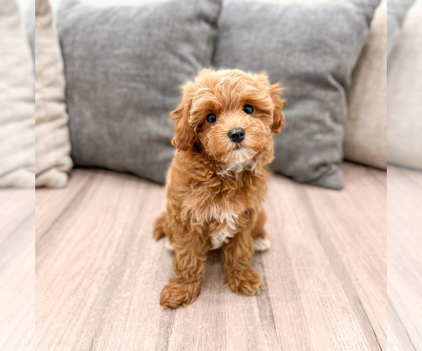 Medium Photo #4 Cavapoo (Standard) Puppy For Sale in DUNDEE, OH, USA