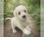 Small Poodle (Toy) Mix