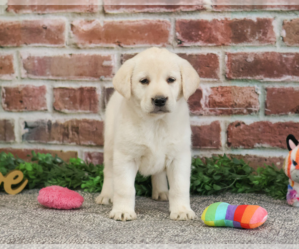 Medium Photo #9 Labrador Retriever Puppy For Sale in SYRACUSE, IN, USA