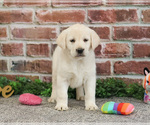 Small #8 Labrador Retriever