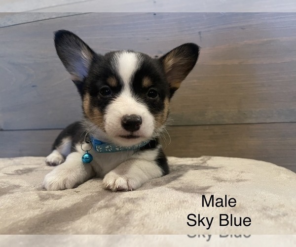 Medium Photo #14 Pembroke Welsh Corgi Puppy For Sale in PERKINSVILLE, VT, USA