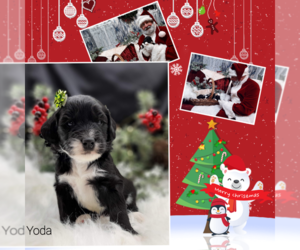 Bernedoodle-Saint Berdoodle Mix Puppy for sale in MILLVILLE, MN, USA