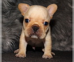 Small Photo #8 French Bulldog Puppy For Sale in VERONA, MO, USA