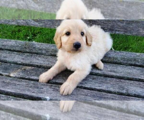 Medium Photo #1 Goldendoodle Puppy For Sale in LEON, KS, USA
