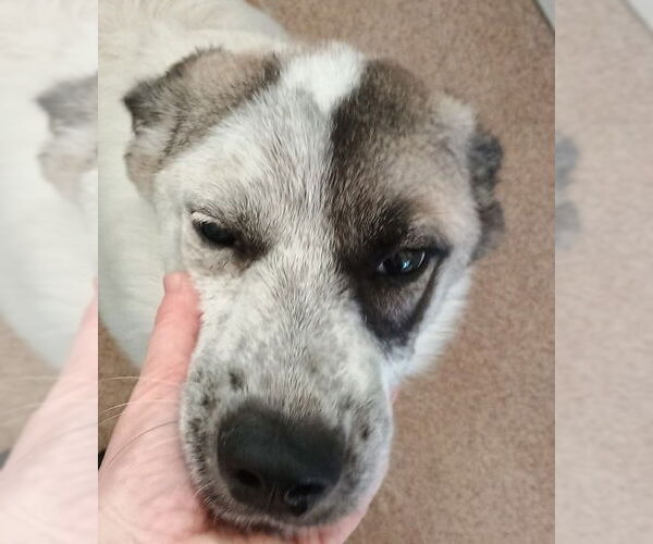 Medium Photo #1 Anatolian Shepherd-Unknown Mix Puppy For Sale in Canton, CT, USA