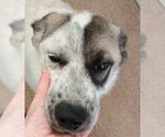 Small Anatolian Shepherd Mix