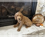 Small Photo #18 Goldendoodle Puppy For Sale in MONTROSE, CO, USA