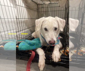 Labrador Retriever-Unknown Mix Dogs for adoption in Woodland Hills, CA, USA