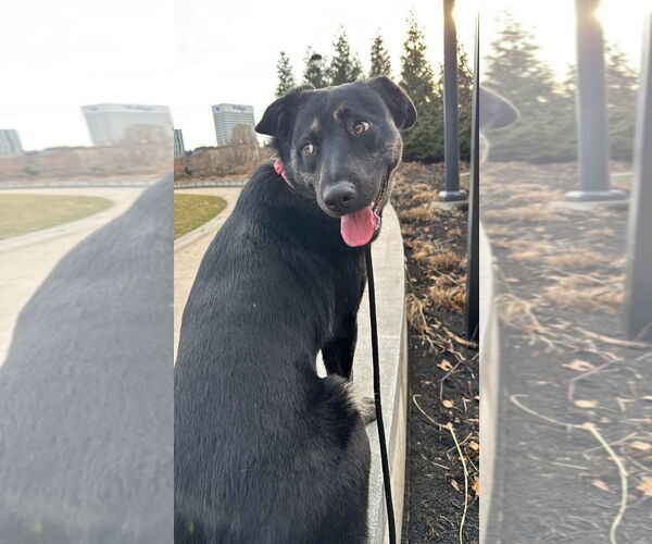 Medium Photo #3 German Shepherd Dog-Unknown Mix Puppy For Sale in Germantown, OH, USA