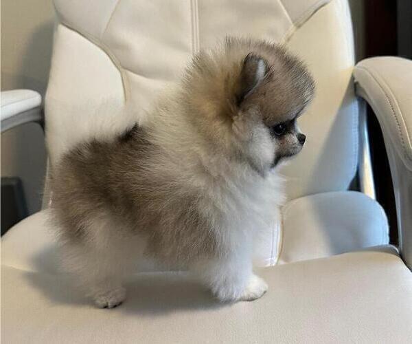 Medium Photo #1 Pomeranian Puppy For Sale in LOGANVILLE, GA, USA