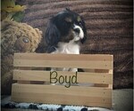 Small Photo #3 Cavalier King Charles Spaniel Puppy For Sale in CLARE, MI, USA