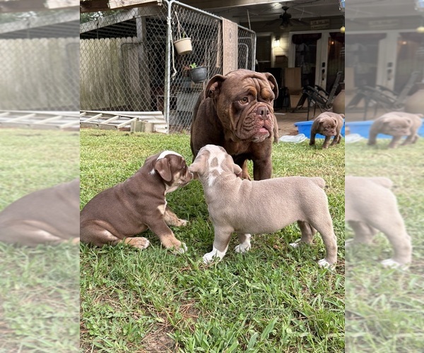 Medium Photo #24 Olde English Bulldogge Puppy For Sale in ADAMSVILLE, AL, USA