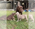 Small #23 Olde English Bulldogge