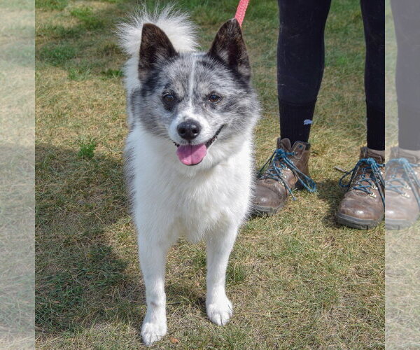 Medium Photo #6 Pomsky Puppy For Sale in Huntley, IL, USA
