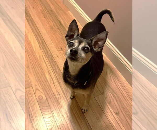 Medium Photo #8 Chihuahua-Unknown Mix Puppy For Sale in Boonton, NJ, USA