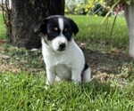 Small #1 Rat Terrier