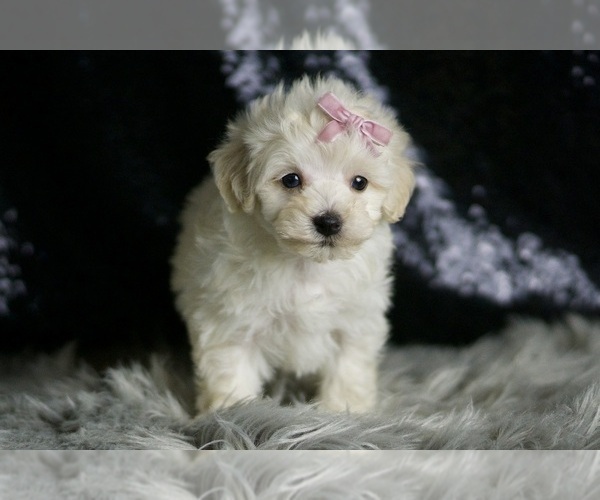 Medium Photo #109 Maltipoo Puppy For Sale in WARSAW, IN, USA