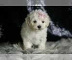 Small Photo #109 Maltipoo Puppy For Sale in WARSAW, IN, USA