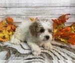 Small #2 Cavapoo