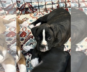 Boxer Puppy for Sale in CLAREMORE, Oklahoma USA