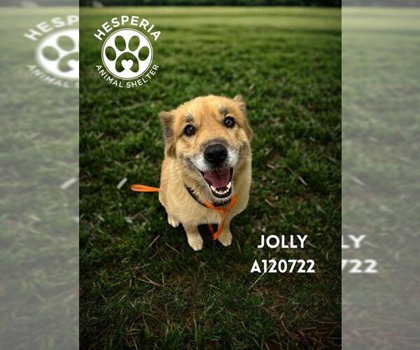 Medium Photo #1 Golden Shepherd Puppy For Sale in HESPERIA, CA, USA