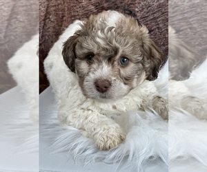 Mal-Shi Puppy for sale in ELMHURST, IL, USA