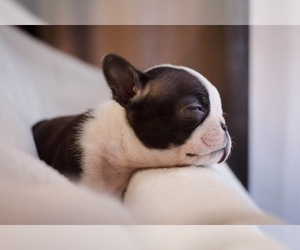 Boston Terrier Puppy for sale in SPRINGFIELD, OH, USA