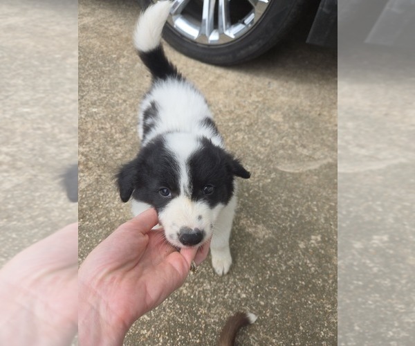 Medium Photo #14 Border Collie Puppy For Sale in LEBANON, MO, USA