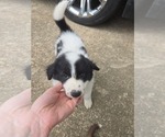 Small #2 Border Collie