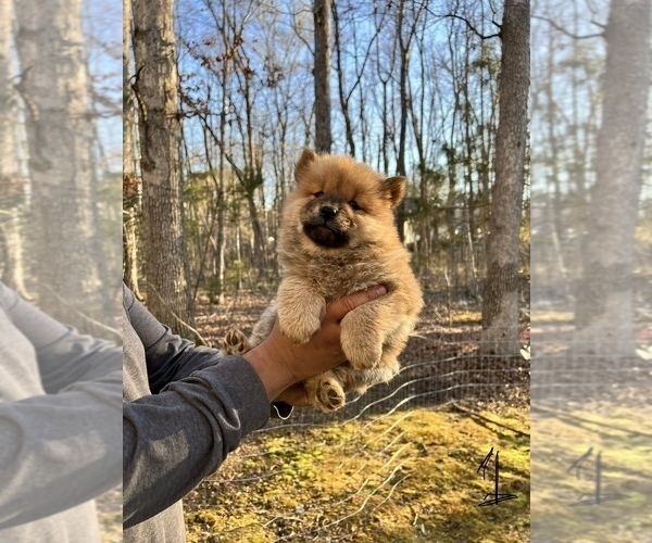 Medium Photo #3 Chow Chow Puppy For Sale in LOCUST GROVE, VA, USA