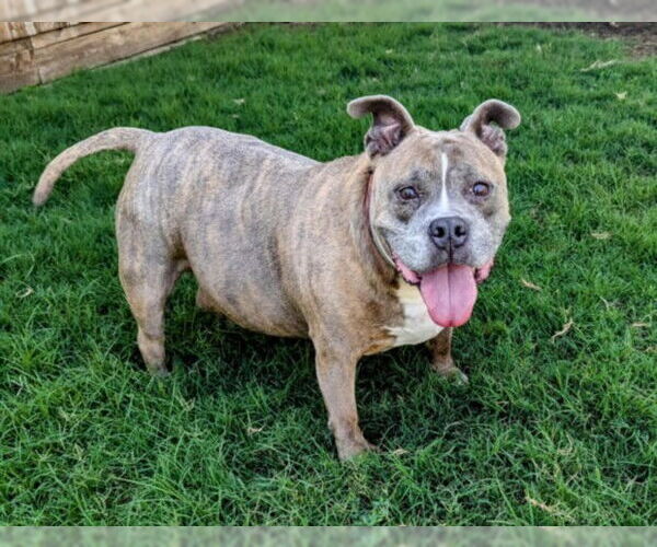Medium Photo #2 American Bulldog-Unknown Mix Puppy For Sale in Plano, TX, USA