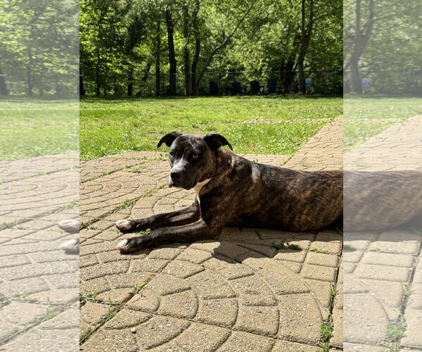 Medium Photo #9 Boxer-Unknown Mix Puppy For Sale in Holly Springs, NC, USA