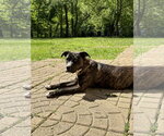 Small #8 Boxer Mix